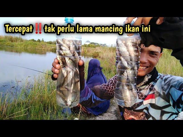 Mancing ikan seluang besar di danau buatan.