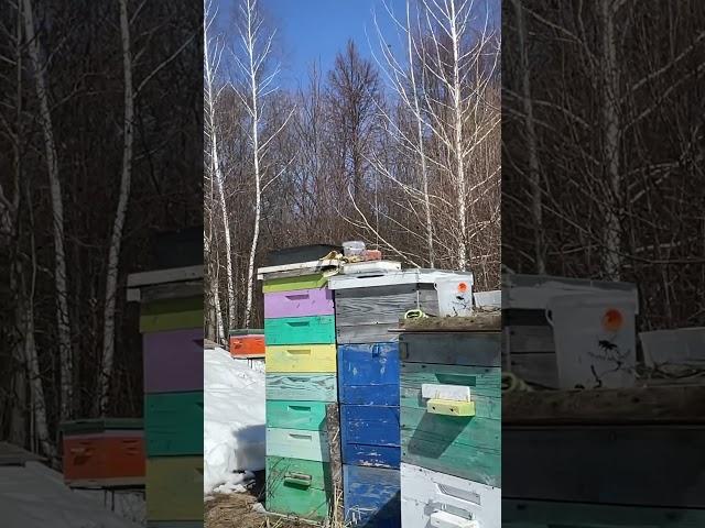 День, когда разжег #пчеловодство #пчеловоды #пасека дымарь, начало пчеловодного сезона, согласны?