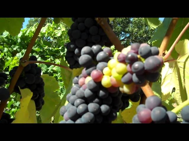 Harvest:  What it takes for Sparkling Wine