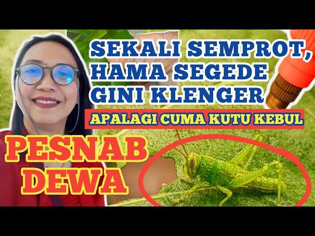 Kutu Kebul Pasti Klenger. Membuat Pestisida Nabati Ampuh Untuk Bermacam Hama dan Lebih Tahan Lama.