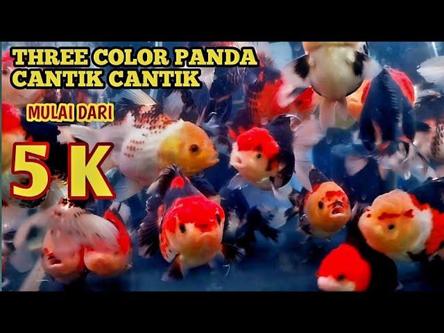 DI SINI SELALU MURAH // UPDATE HARGA IKAN MAS KOKI PANDA THREE COLOR MURAH