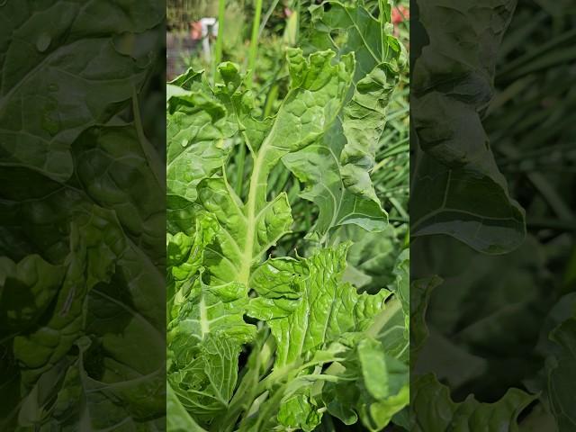 Cabbage Loopers Attacked My Brussels Sprouts