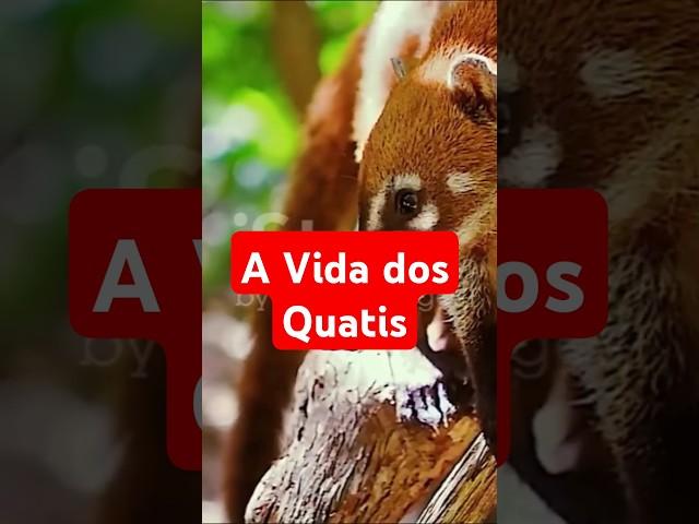 #shorts Os Quatis #animais #selvagens #natureza