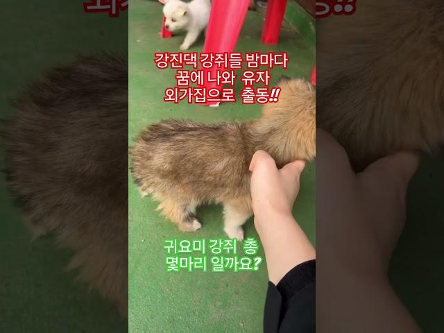 #강진댁강쥐집유자출동  #대한민국생태수도일류순천   #쭈미와정원