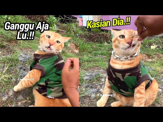 LUCU BANGET.! Gak Jadi Berantem, Lord Oren Ini Ngamuk Salahin Babu video kucing lucu