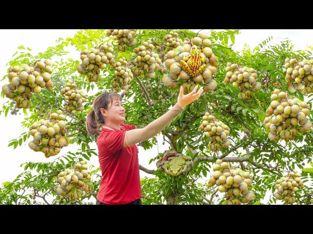 Harvesting Ambarella & Make spicy and sour toad salad Goes to the market sell