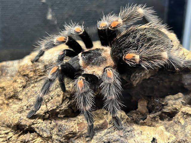 Spiders for beginners  A TUTORIAL