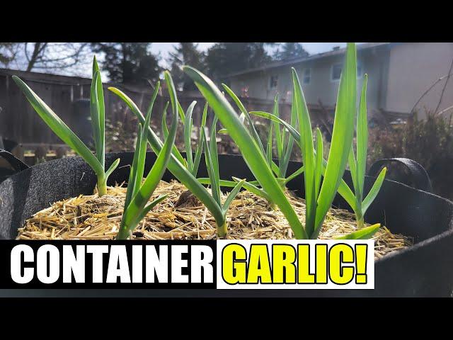 5 Tips For Better Container Garlic - Garden Quickie Episode 222