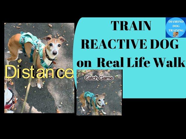 Practical Tips For Training A Reactive Dog on a Real Life Walk