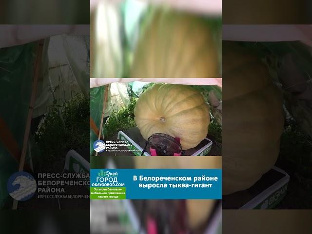В Белореченском районе выросла тыква-гигант  #белореченск  #белореченскновости  #белореченскийрайон