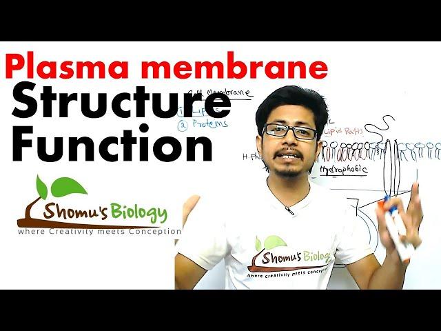 Plasma membrane structure and function