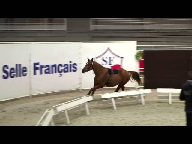 Cheval Normandie - Régional d'Automne 2015 - CASALL DU BESSIN n°234