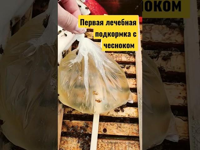 1 лечебная подкормка пчел весной с чесноком #подкормка #сироп #пасека #пчеловодство #лечениепчел