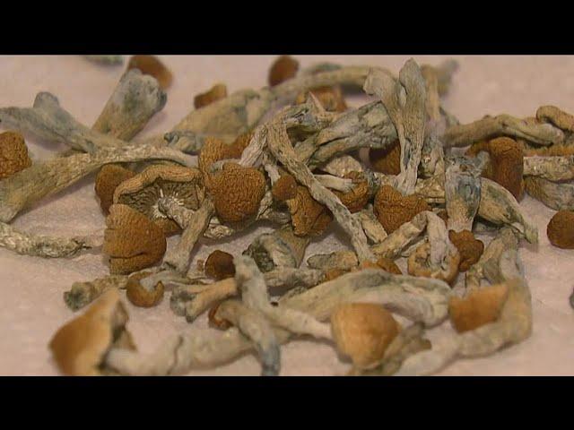 Micro-dosing magic mushrooms | A growing trend among San Diego moms