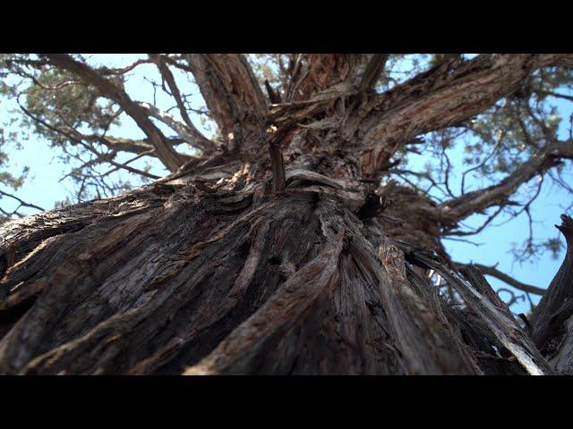 The duality of Central Oregon's juniper trees: To conserve or to cut