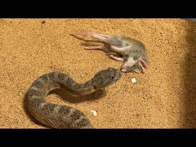 Venomous Snake Strike Compilation!!!!! leaves rats stretched out!!!!