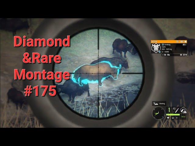 Diamond and Rare Montage #175 /The Hunter Call of the Wild Montage