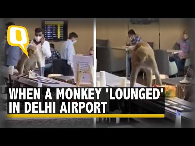 Video | Monkey Enters the VIP Lounge of Delhi's IGI Airport | The Quint