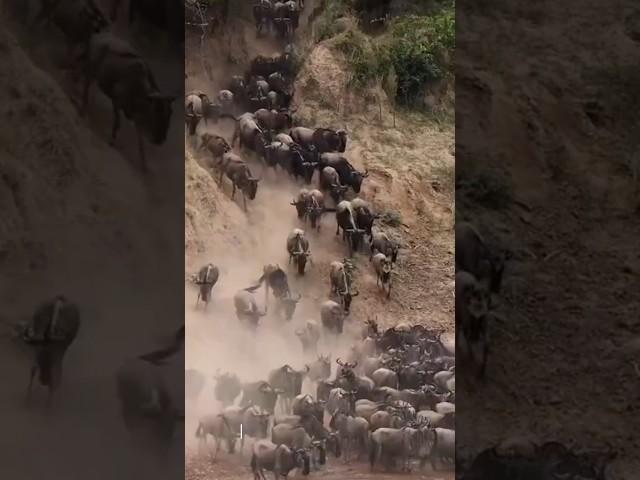 Wildebeest Migration: A Perilous Journey for Survival#short #animals#wldebeest