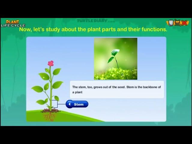 What does a STEM do? - Plant Science *Science in Seconds* TurtleDiary.com