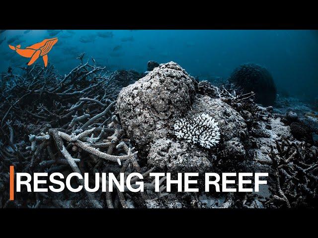 A Sea of Hope | Great Barrier Reef