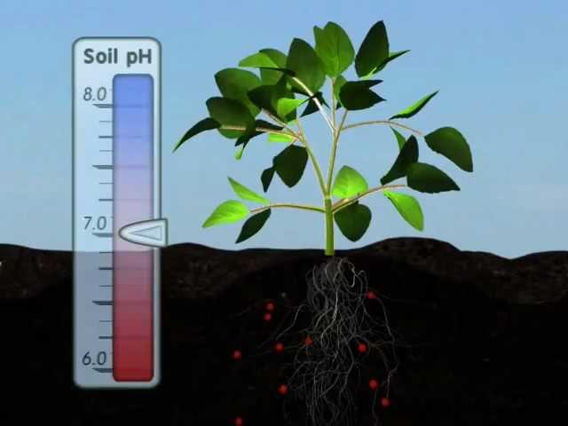 Plant Nutrition: Mineral Absorption (Part One)