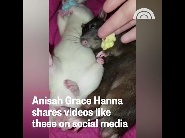 My rats on the Today Show in America