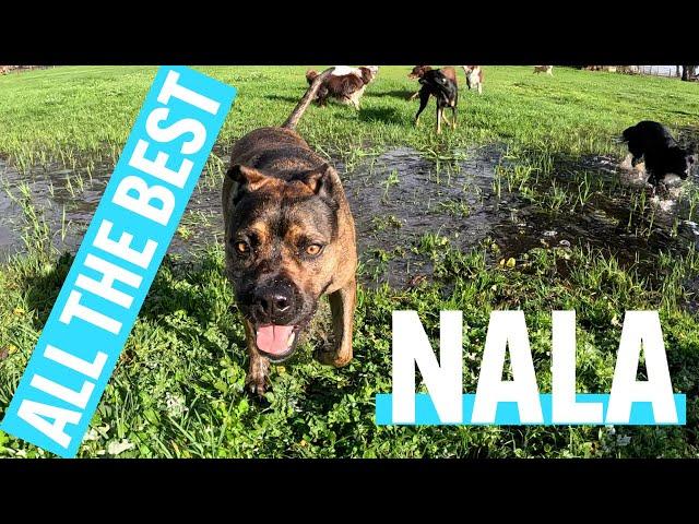 We Just Love Our DOG Daycare | Lots of New Doggies