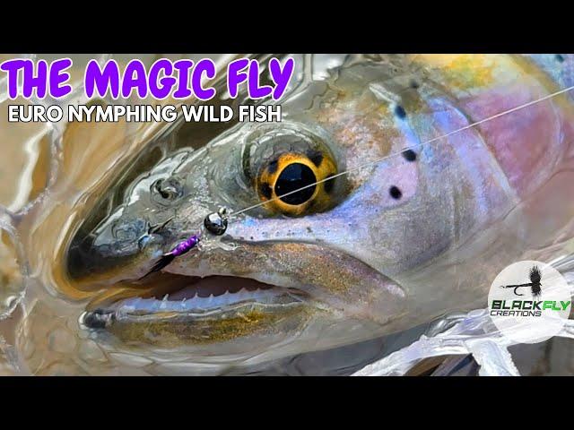 3 Wild Species One Magic Fly! Euro Nymphing Fly Fishing The Weber River, Utah by Black Fly Creations