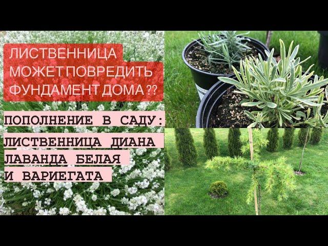 КОРНЕВАЯ ЛИСТВЕННИЦЫ ОПАСНАЯ? НОВИНКИ В САДУ: ЛИСТВЕННИЦА ДИАНА, ЛАВАНДА БЕЛАЯ И ВАРИЕГАТНАЯ