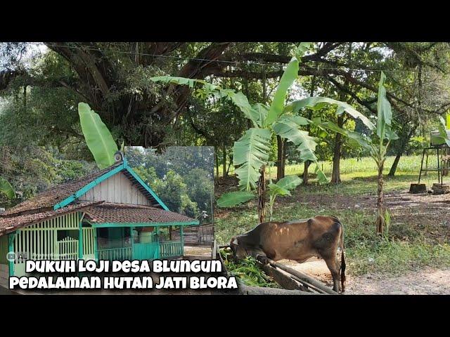 Blusukan Dukuh Loji Di Pedalaman Hutan Jati Blora Konon Katanya Peninggalan Belanda