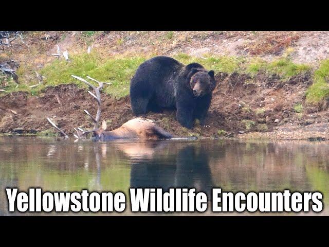 Yellowstone Wildlife Encounters - Vlogging Wyoming Yellowstone Edition 46
