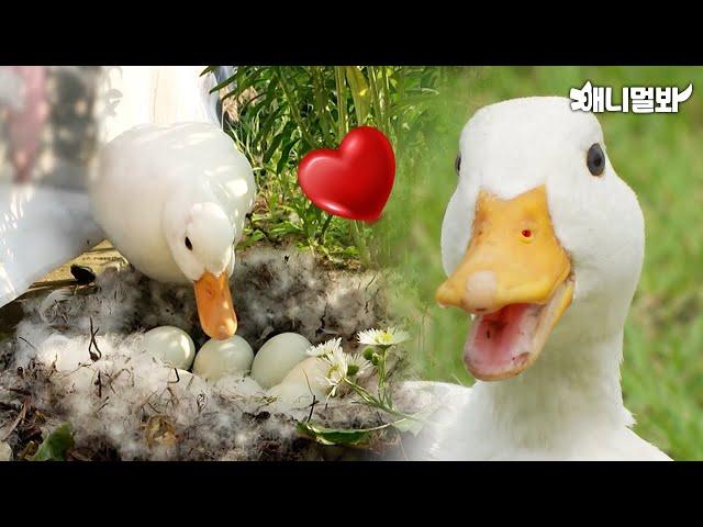 Ducks running away everyday because…