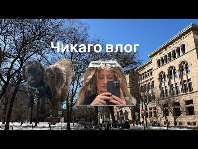 ЧИКАГО ВЛОГ: знакомимся с новой собакой, День Святого Валентина и красим волосы ￼