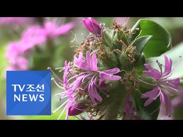 절벽에서만 자라는 '멸종위기' 분홍장구채…서식지 복원 첫 성공