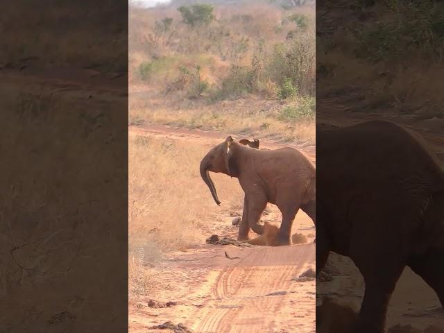 Baby Elephants Playground Row #shorts