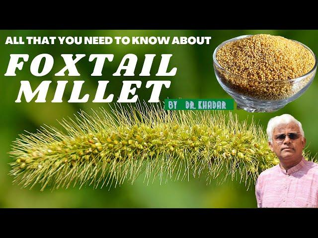 All that you need to know about FOXTAIL MILLET | Dr. Khadar