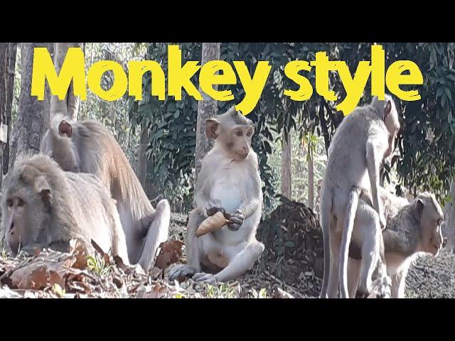 THE MONKEY FAMILY IN CAMBODIA | SIEM REAP ANGKOR MONKEY