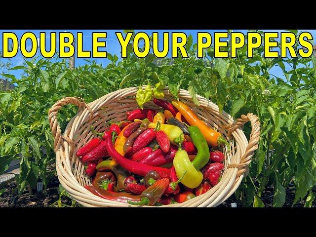 This Pepper Fertilizing Technique Will DOUBLE Your Pepper Harvest!