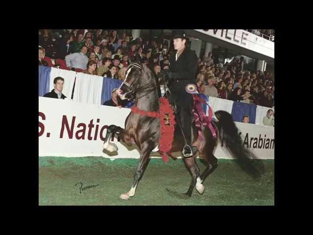 IXL Noble Express ~ National Champion Park Horse & a Leading Performance Sire