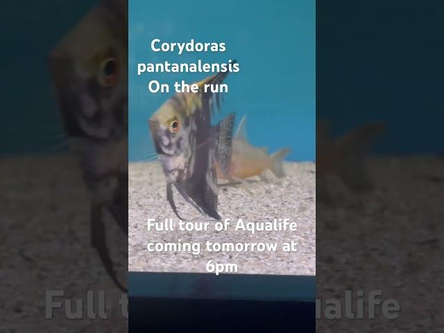 Corydoras pantanalensis on the run #corydoras #rarefish #fishroom #newvideo #freshwaterfish #fish