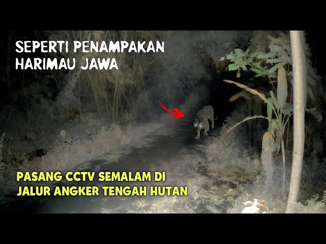 PASANG CCTV DI JALAN ANGKER MALAH REKAM HARIMAU JAWA | CCTV HOROR 32