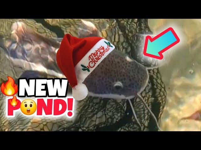 Holiday Shopping Spree for MONSTERFISH + DIY Backyard POND BUILD & Fish Transfer! #merrychristmas