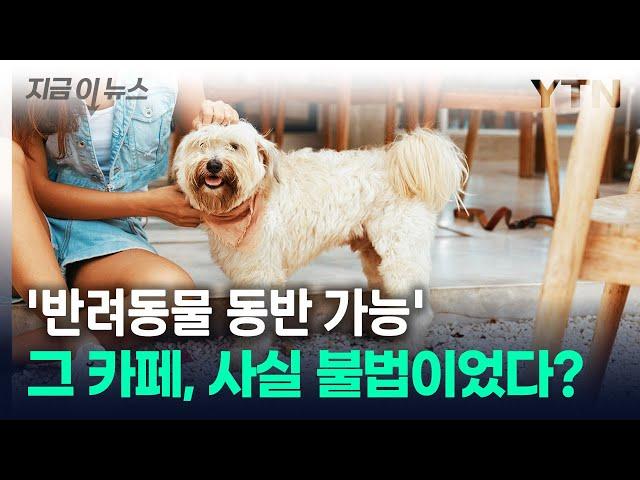 "반려견과 자주 갔는데…" '동반 가능' 불법이었다? [지금이뉴스] / YTN