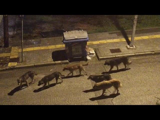 ΘΕΣΣΑΛΟΝΙΚΗ ΠΥΛΑΙΑ ΑΓΕΛΗ ΣΚΥΛΩΝ 8/3/2020