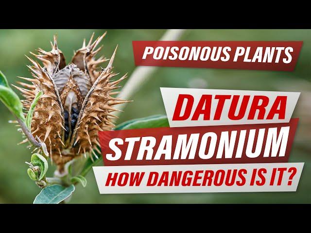 DATURA STRAMONIUM - Top Poisonous Plant in the World