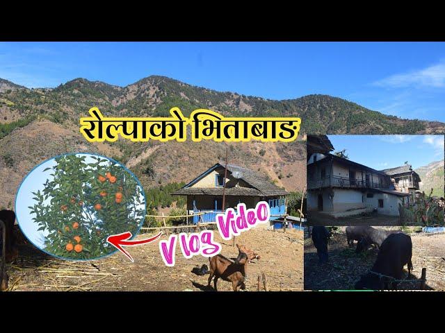 Organic video||Rolpa bhitabang || vlog2023