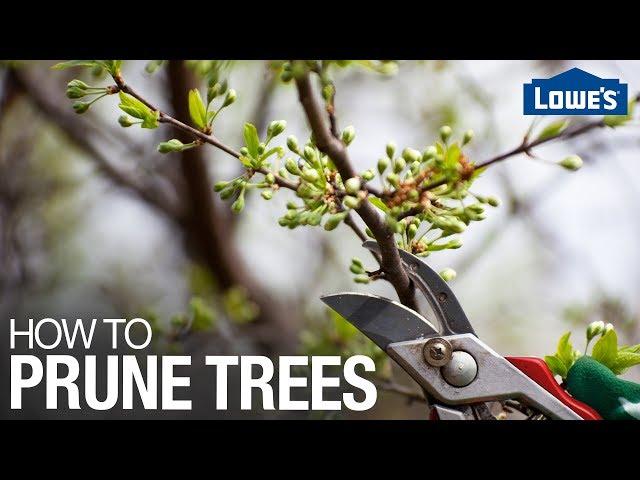 How to Prune Trees