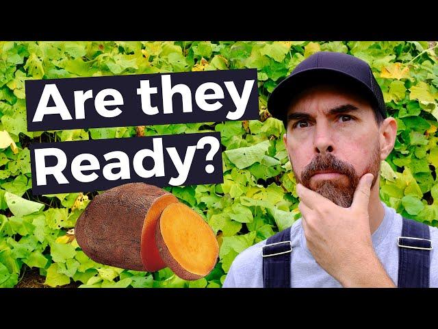 HOW DO YOU KNOW WHEN SWEET POTATOES ARE READY TO HARVEST?