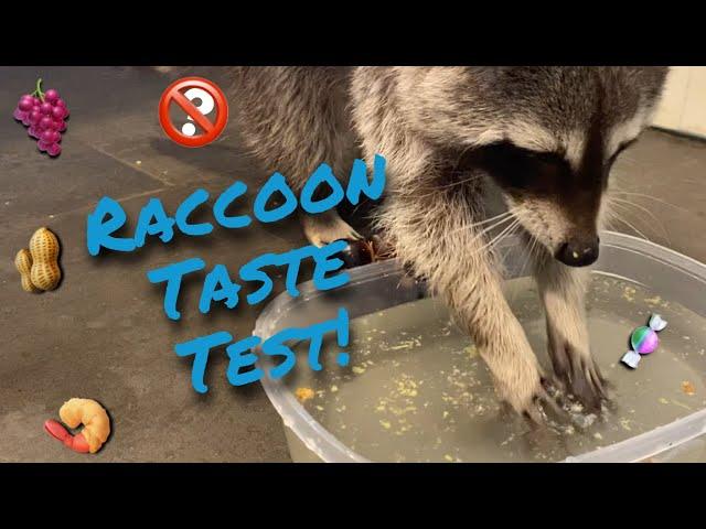 Raccoon Washing Snacks | Rocket Taste Test